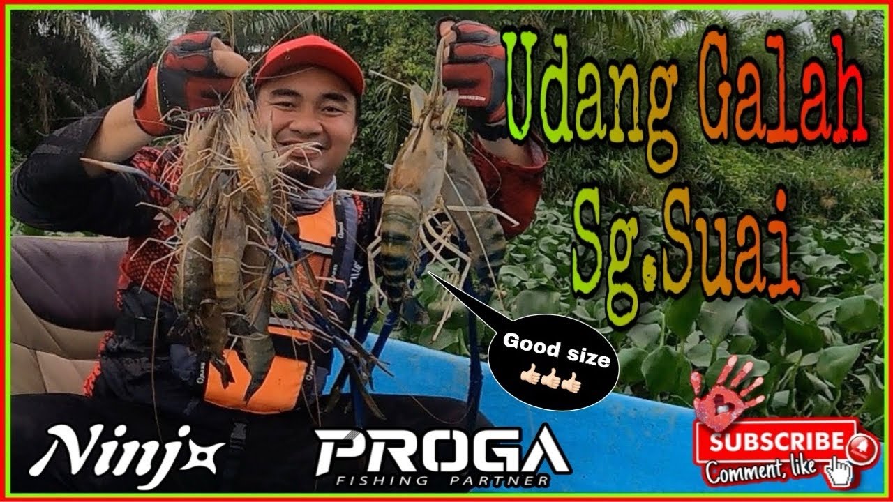 Udang Galah Sg.Suai | masih mencari rentak memujuk UDANG GALAH!!! #udanggalah #mancingudang