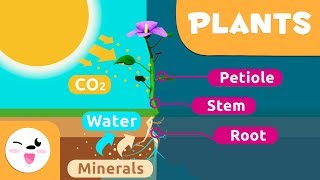 Parts of the plant and photosynthesis - Educational video for kids