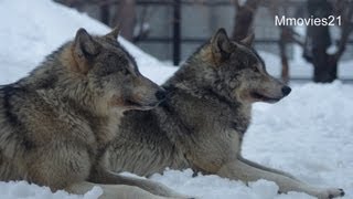 兄弟で遊ぶオオカミ