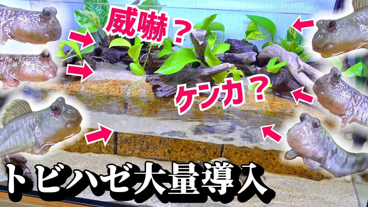 観察が楽しすぎるトビハゼ水槽が完成しました。