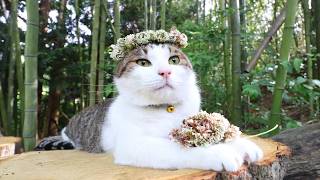 白詰草 冠 のせ猫 260709 - YouTube