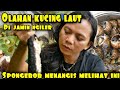 MUKBANG KUCING LAUT HASIL TANGKAPAN DI PANTAI SELATAN