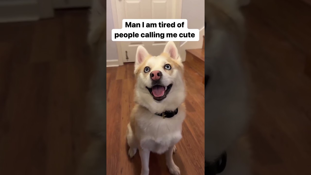 Does she bite? Husky Pomsky is a land shark. 😆 