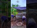 How Coconut Fiber Mixing Builds Warm Poultry Nests Into Safe Egg Shelters