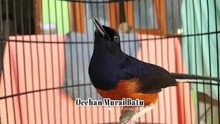 PANCINGAN Murai Batu PAGI, SIANG MALAM agar CEPAT GACOR , dijamin GACOR dan ANTI GAGAL