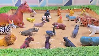 The Moment When Day Animals Rest & Crepuscular Keystone Species Clock In!