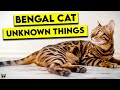 Crazy Things About Bengal Cats That You Need To Know