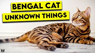 These Are The Top Things You Need To Know About Bengal Cats