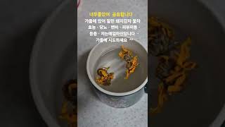 #  돼지감자 꽃차 #  가을에  꼭 시도하시길 # 저는매일  차로마신답니다 .건강지키미