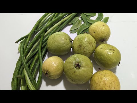 Today's harvest before the storm - yardlong beans, Lima beans and more guavas