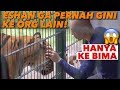 PEGANG HARIMAU DAN SEMUA HEWAN MILIK ALSHAD! ALSHAD KAGET !!