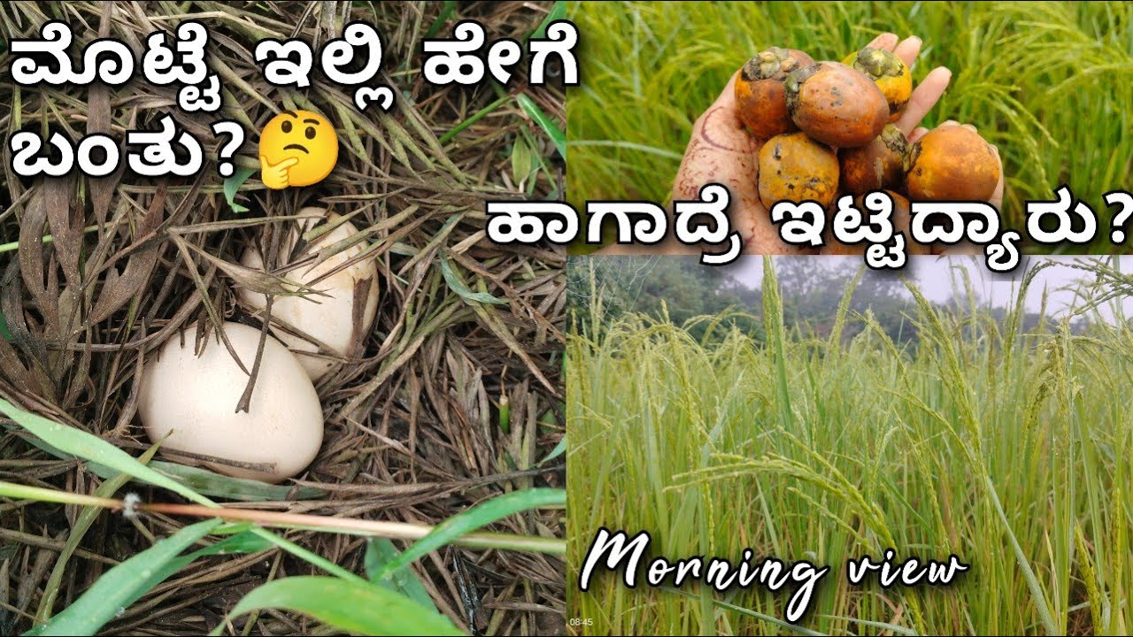 ಮುಂಜಾನೆ ಮಂಜಲ್ಲಿ | ನವಿಲಿನ ಮೊಟ್ಟೆಗಳು 🥚🥚 ಭಾಗ -1|kannada vlogs |village life 