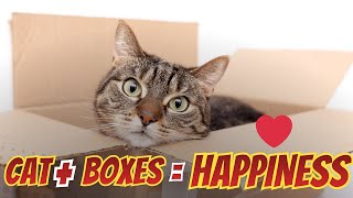 Ever Wondered Why Do Cats Like Boxes So Much Here’s the Answer!