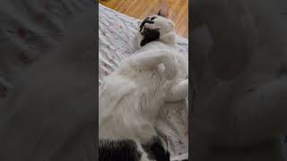 Tommy  cat cute catcare