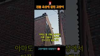 건물 옥상에 갇히 고양이