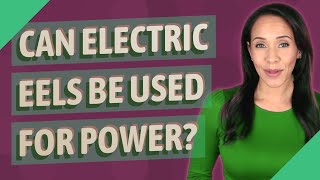 Can electric eels be used for power?