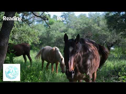 Reading to Horses Transurfing Reality in 78 days Day 7