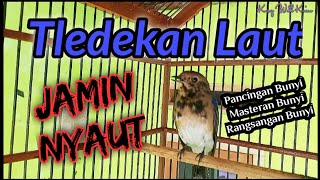 Tledekan Laut Trotol Gacor | Masteran Sulingan Laut Gacor