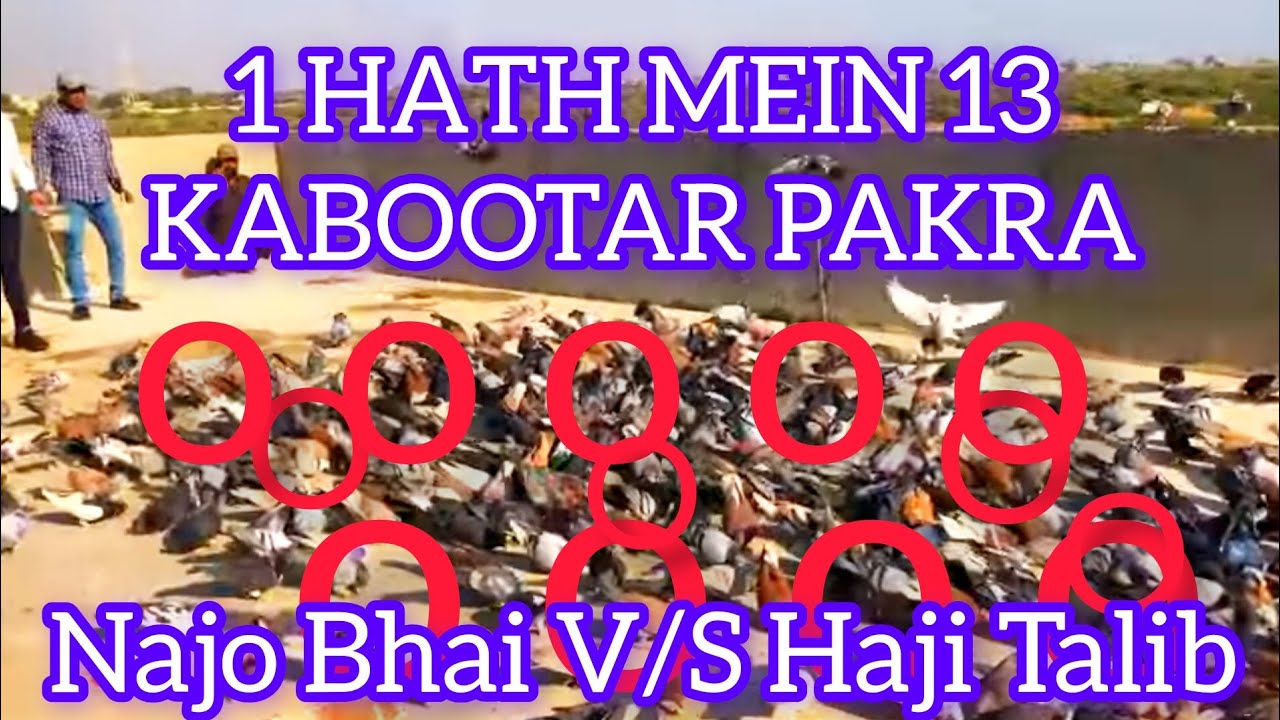 13 kabootar pakra |1 hath mein | Najo Bhai V/S Haji Talib | 1000 Gola Kabootar K Lariyan  | 2 day