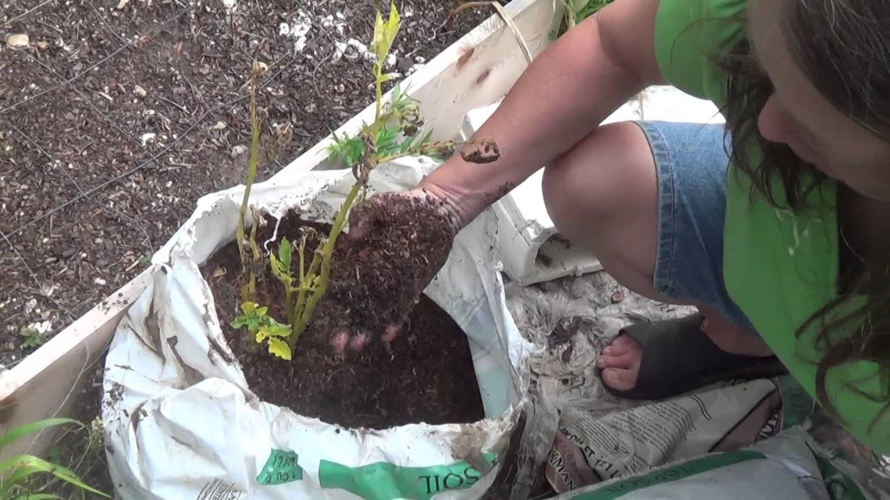 Yukon gold potatoes growing in topsoil bags updated 2