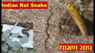 Indian Rat Snake - धामन सांप _ Ptyas Mucosa Snake - Dhaman -  धामण सर्प