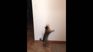 Ruby the jumping cat