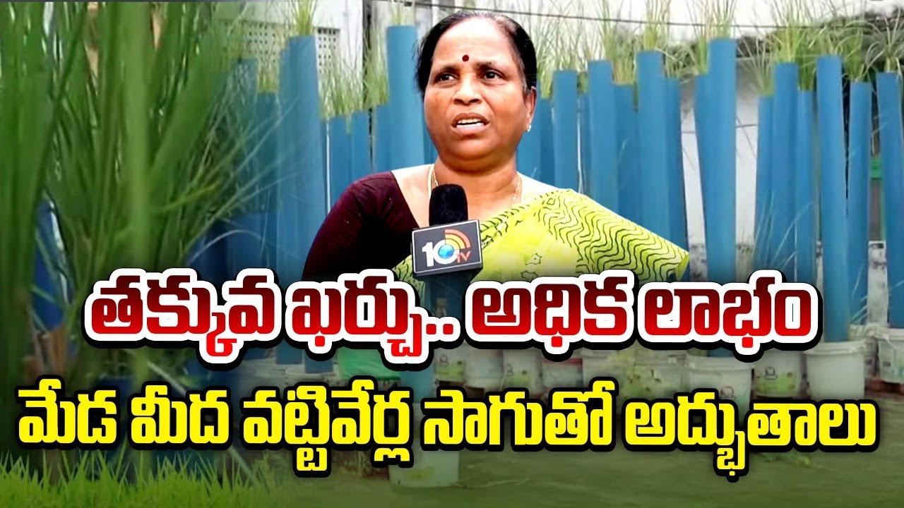 Vetti Veru Benefits | తక్కువ ఖర్చు..అధిక లాభం | Vetiver Cultivation in Plastic Pipes | Matti Manishi