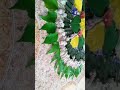 Natural Rangoli designs 🎇😜😱☺️🥰❤️☺️❤️💐❤️ #shorts #short #ytshorts #youtubeshorts #trending #rangoli