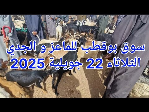 أسعار الماعز و الجدي اليوم من سوق بوقطب للمواشي الثلاثاء 22 جويلية 2025 أسعار الماعز و الجدي اليوم من سوق بوقطب للمواشي الثلاثاء 22 جويلية 2025