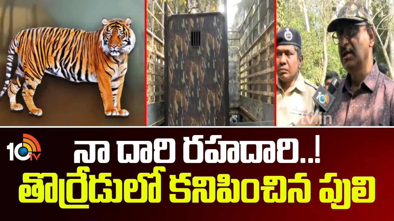 నా దారి రహదారి..తొర్రేడులో కనిపించిన పులి | Rajahmundry Tiger Latest Updates |EastGodavari District
