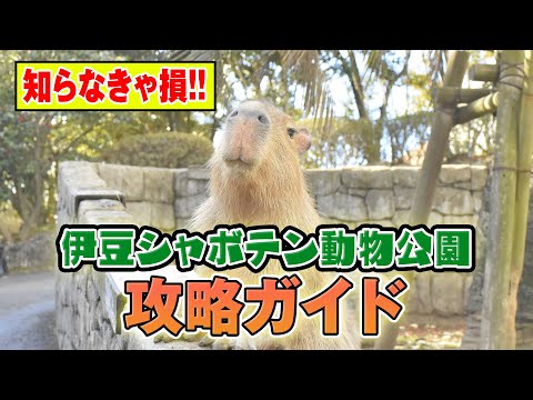 【おでかけ前必見】伊豆シャボテン動物公園の楽しみ方！