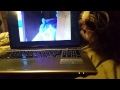 My Dog Watching the Cat&#39;s video