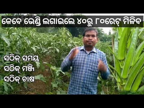 ଲାଭଜନକ ଚାଷ ଭେଣ୍ଡି ଚାଷ|Profitable Cultivation Lady Finger Farming|। nutana pranalire bhendi chasa