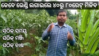 ଲାଭଜନକ ଚାଷ ଭେଣ୍ଡି ଚାଷ|Profitable Cultivation Lady Finger Farming|। nutana pranalire bhendi chasa
