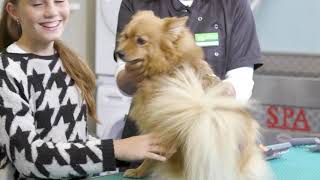 La Toelettatura Quotidiana E La Spazzolatura Del Cane