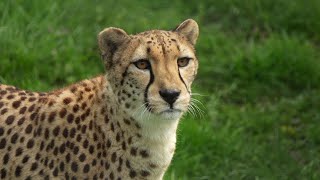 Inside the Indianapolis Zoo | Meet the cheetahs, American Burying Beetle, Skyride update | May 2026