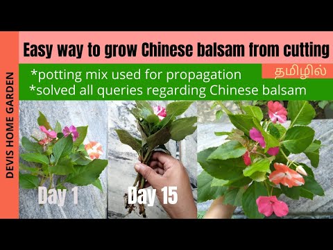 Video: Balsam: propagation by cuttings at home