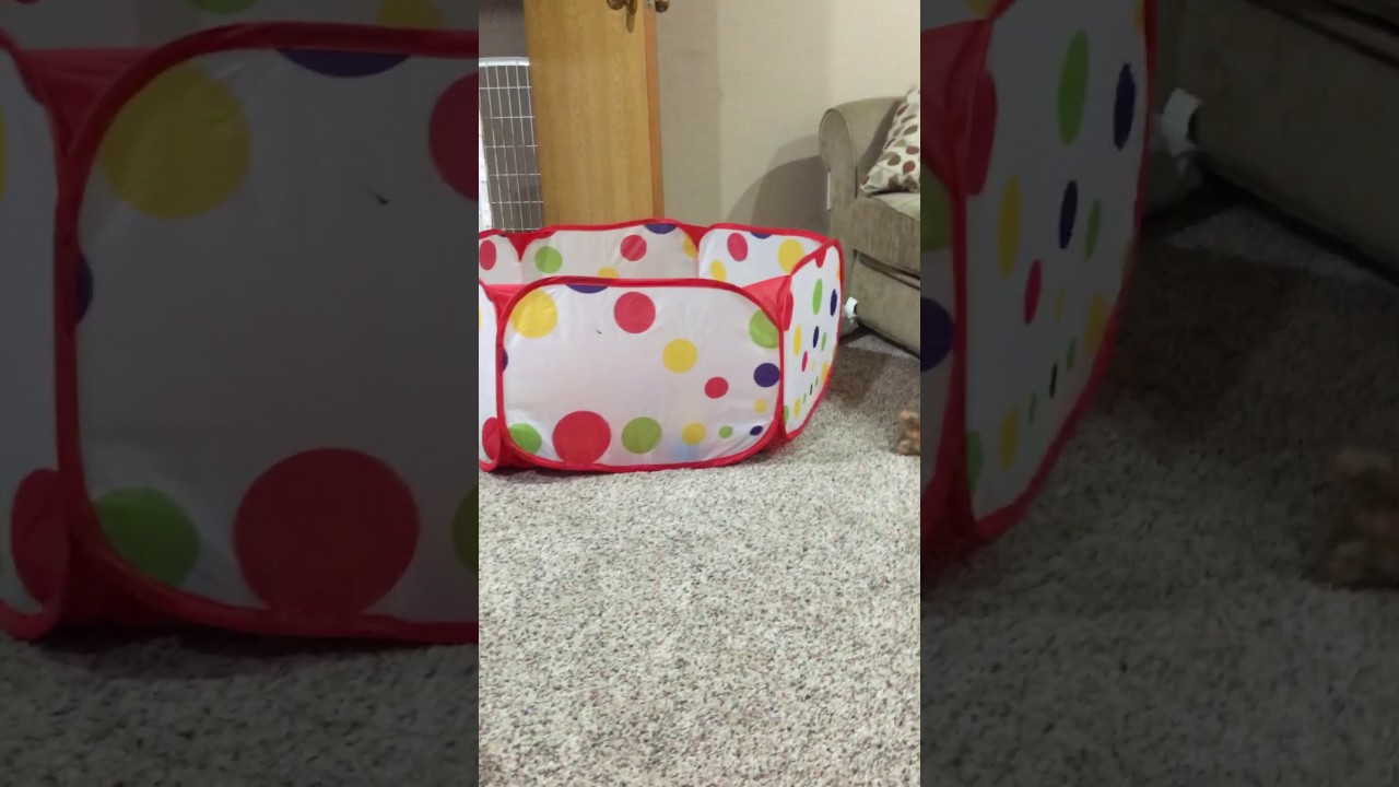 Pug puppy jumping into ball pit