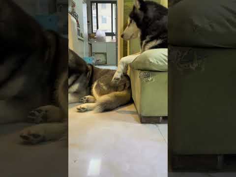 Smartest Dogs Ever Pull Off a Perfect Heist