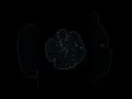 #python #youtubeshorts