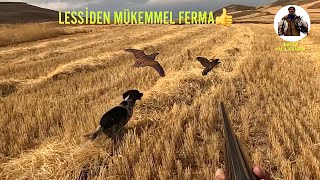 Lessi̇den Efsane Ferma 2024 2025 Bildircin Avi Muhteşem Net Görüntüler Quail Hunt Охота На Перепела