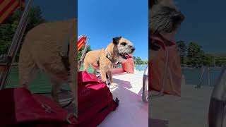 Pedalo? More like Paws-alo! 🚤💅#borderterrier