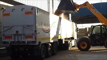 JCB loading Wheat out of grain store