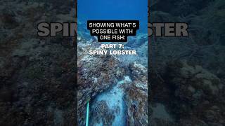 Showing Whats Possible With One Fish Part 7 Spiny Lobster