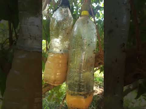 الديدان داخل ثمار الجوافه وسر العلاج بي ٤ جنيه