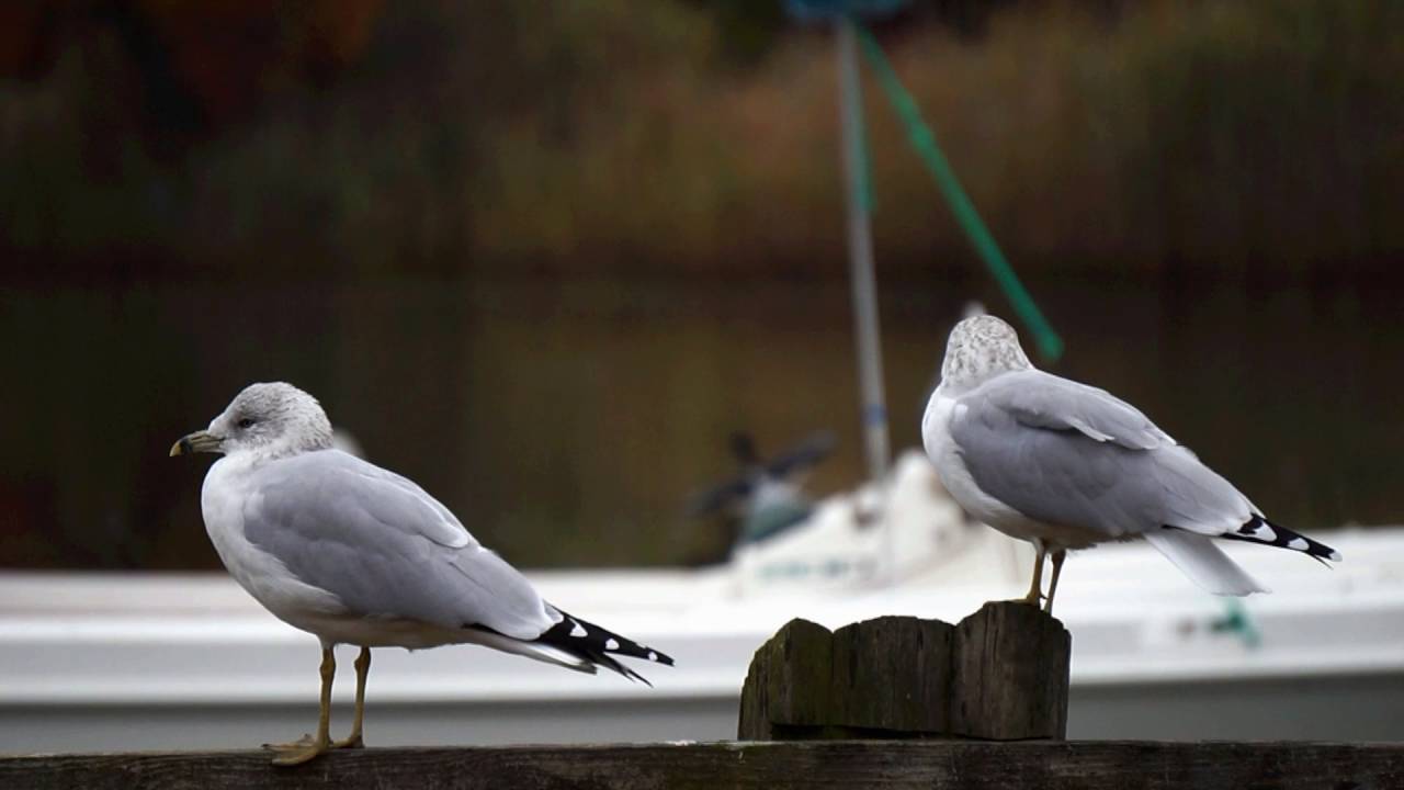 Sony a5000 Video Test In HD