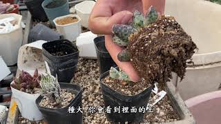 必修課多肉植物綜合課2 海豹天章猴尾柱藍豆糖果法師糖果法師 ... 