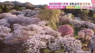 美しく咲く桜 約250種1万本“北海道・松前公園” 感染対策で祭り復活【おうちで全道さくら旅】 (21/04/29 21:45)