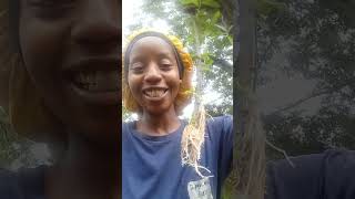 Weeping Willow roots