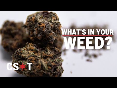 What's in your weed? | Yeast and mold has been a national issue in cannabis, so we tested it